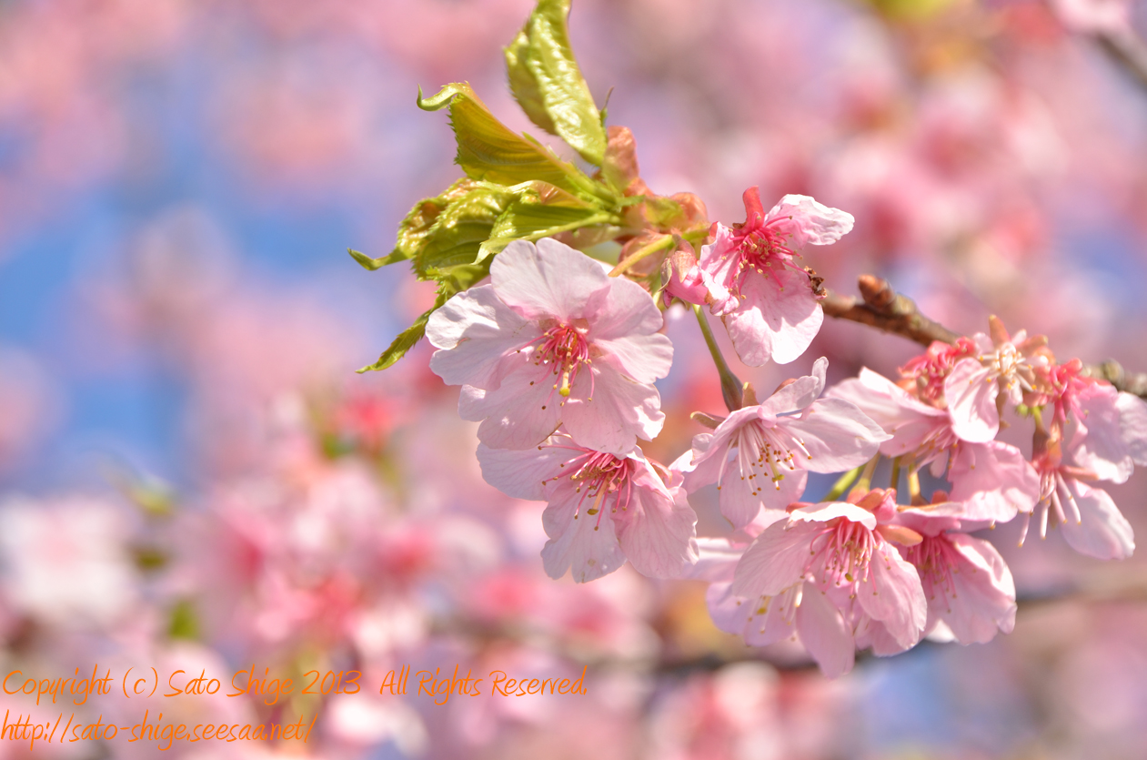 桜は桜でも河津桜 白子町さくら祭り の写真 Shige S Photos Blog